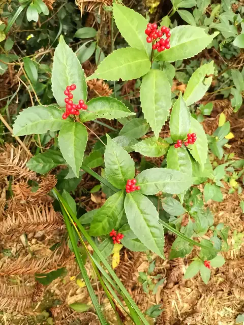 草珊瑚的照片