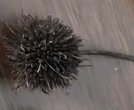 枫香树的照片 1