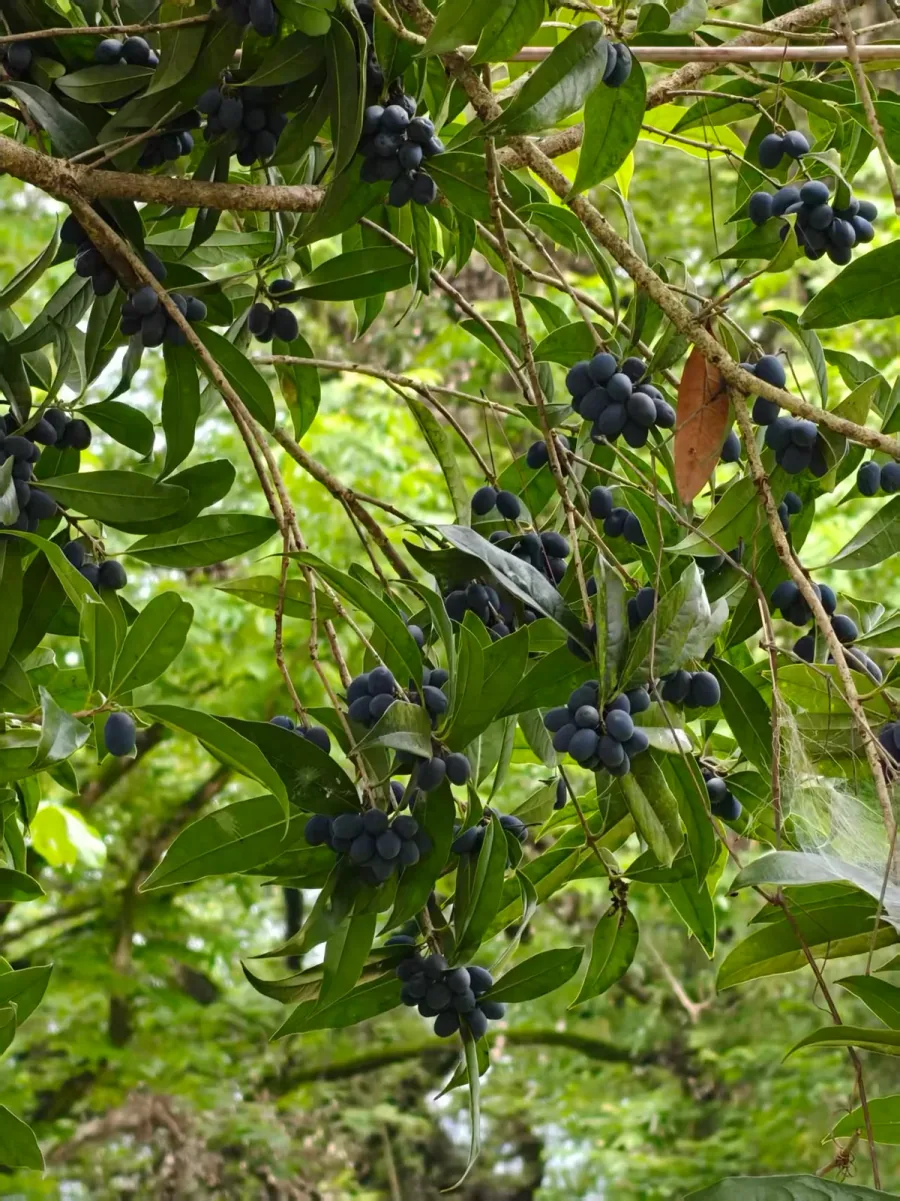 桂花果的照片 1