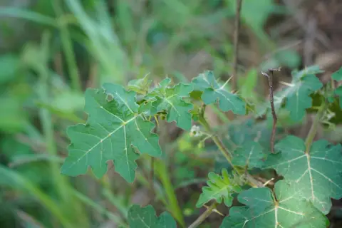黄果茄（也常被叫做刺茄、牙痛果）的照片