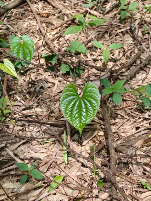 假蒟（jǔ）（也常被叫做假蒌、蛤蒌、山蒌）的照片