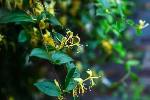 金银花的照片 1