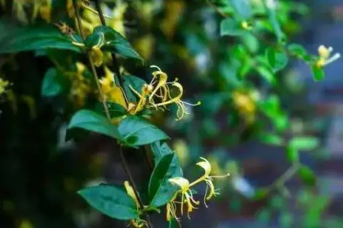 金银花的照片