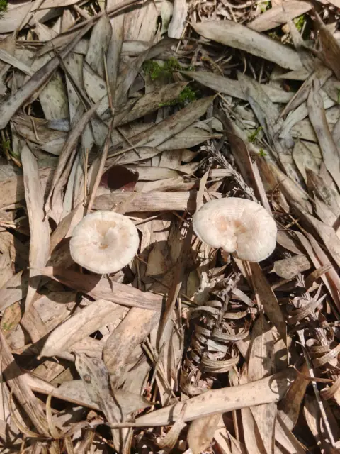 蘑菇的照片