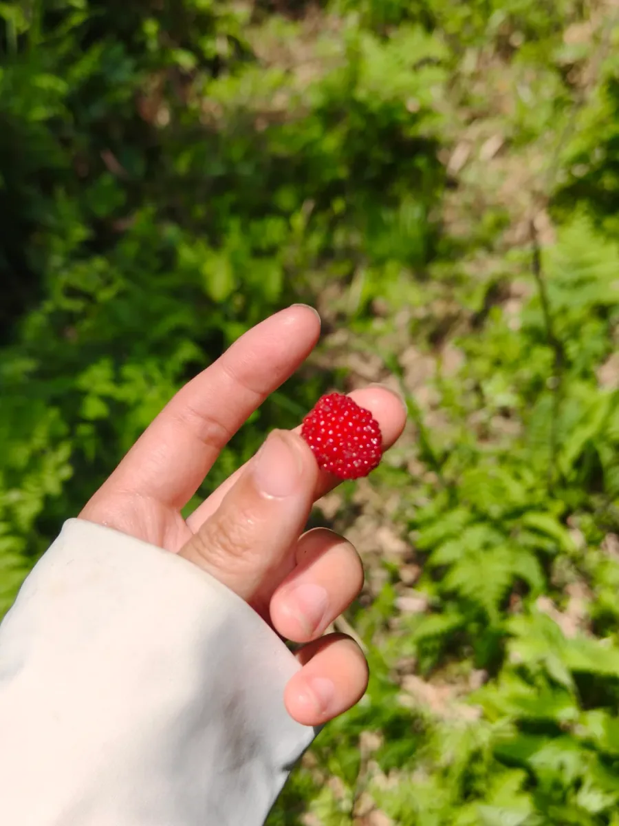 蓬蘽（péng lěi）的照片 1