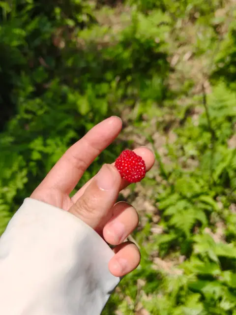 蓬蘽（péng lěi）的照片