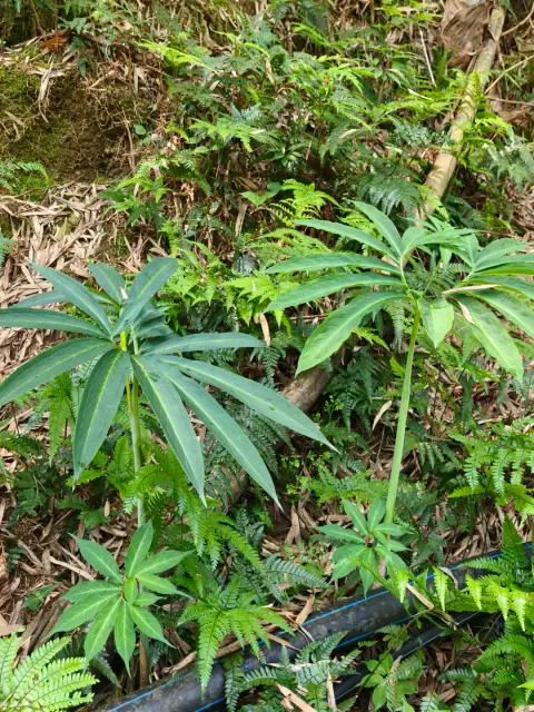 伞南星（也常被叫做天南星）的照片