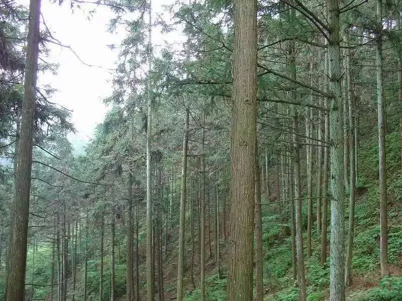 杉木的照片 1