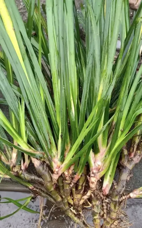 石菖蒲的照片