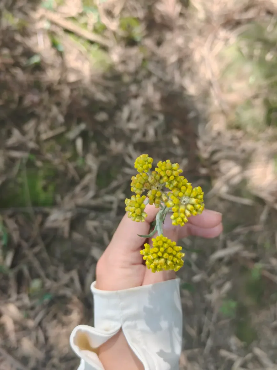 鼠曲草（也常被叫做清明菜、佛耳草、黄花艾）的照片 1