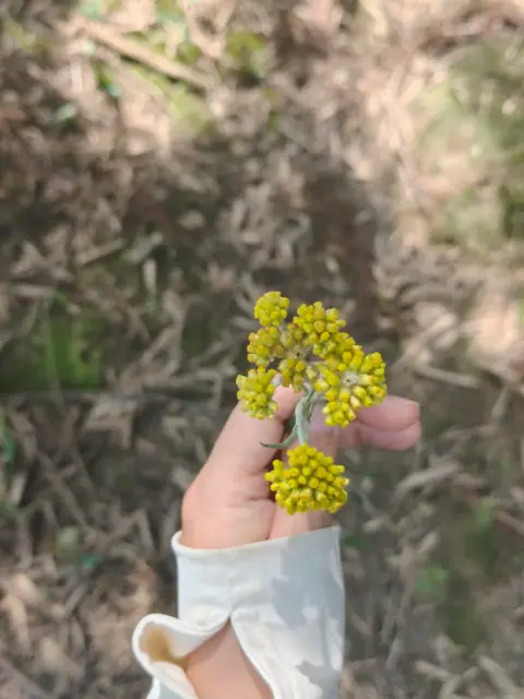 鼠曲草（也常被叫做清明菜、佛耳草、黄花艾）的照片