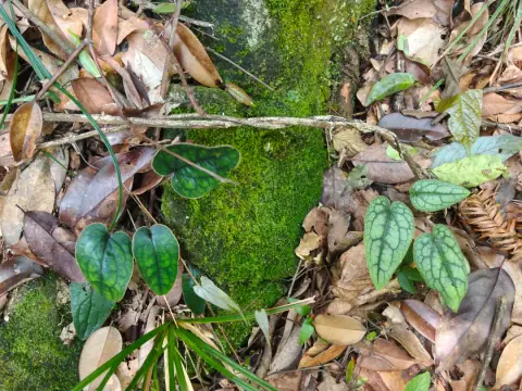 杏香兔耳风（也常被叫做兔儿风、金边兔耳）的照片