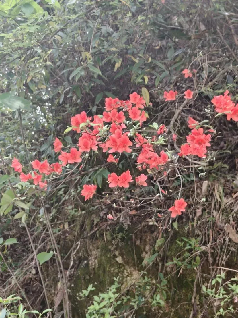 映山红的照片 1