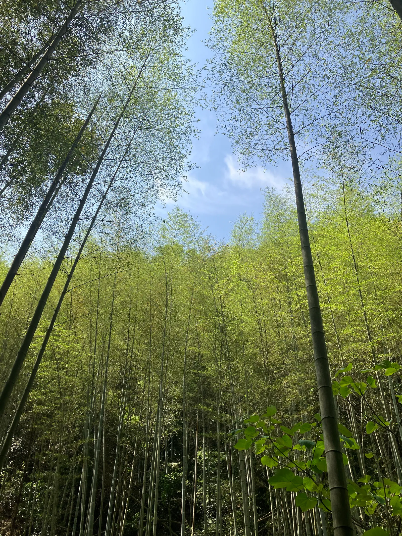 抱财丘徒步沿线环境实拍 8